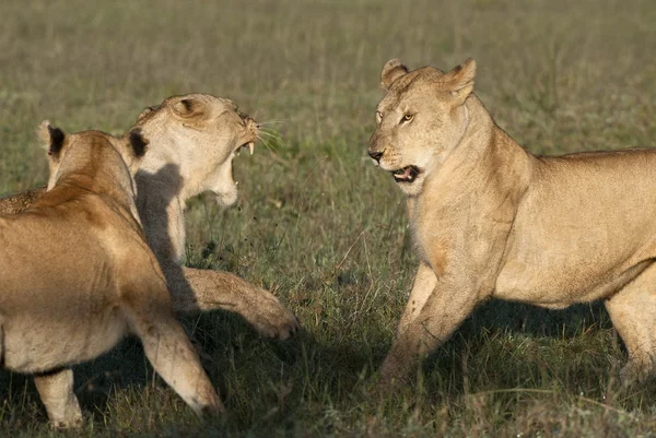 Leona jugando juntos en el Parque Nacional del Serengeti, Tanzania, África —  Fotos de Stock