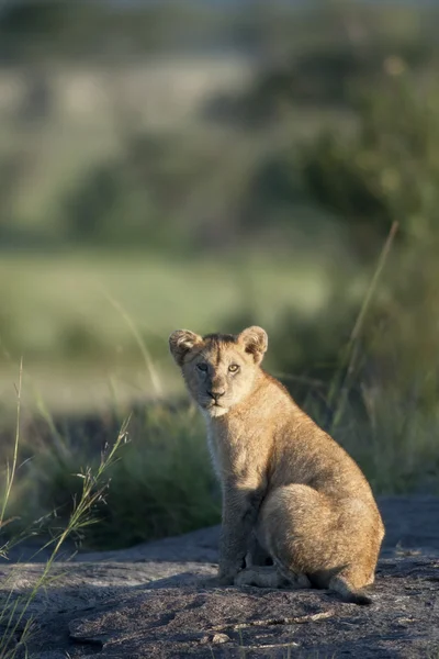 Filhote de leão no Parque Nacional Serengeti, Tanzânia, África — Fotografia de Stock