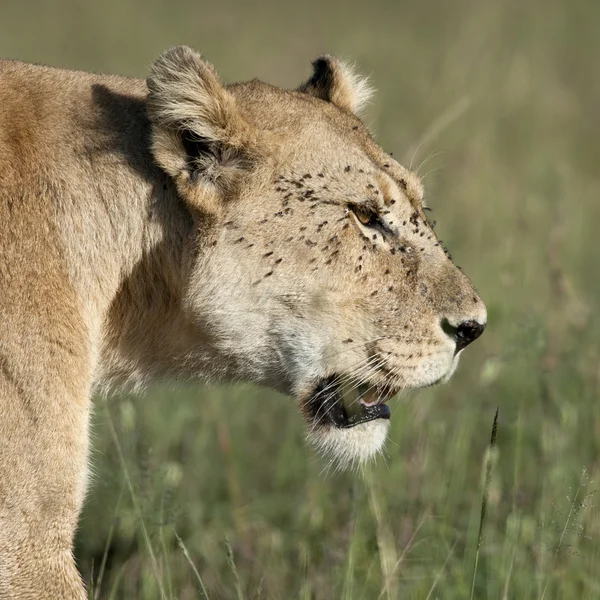 Close-up da Leoa no Parque Nacional Serengeti, na Tanzânia, África — Fotografia de Stock