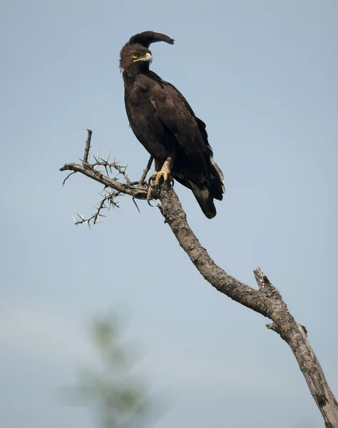 Long-crested Eagle, Lophaetus occipitalis, at the Serengeti National Park, Tanzania, Africa — Stock Photo, Image