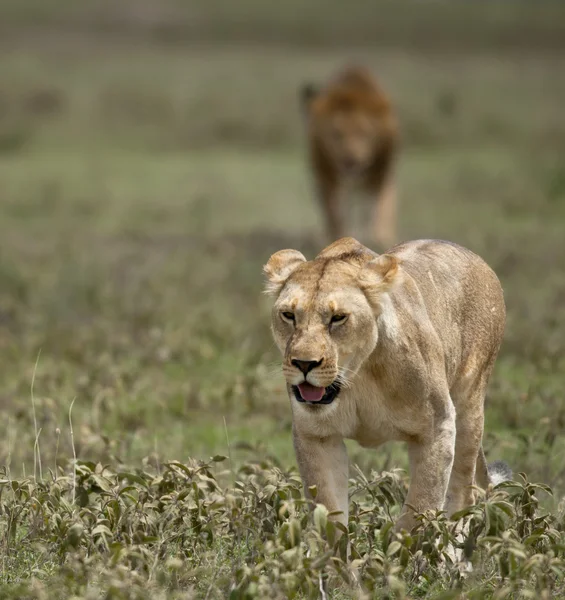 Lejoninna på serengeti national park, tanzania, Afrika — Stockfoto