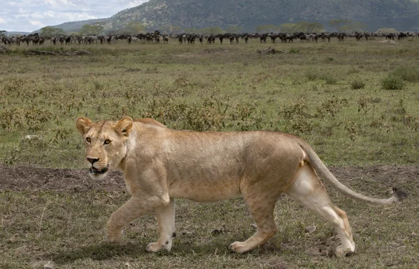 Leoa e manada de gnus no Parque Nacional Serengeti, na Tanzânia, África — Fotografia de Stock