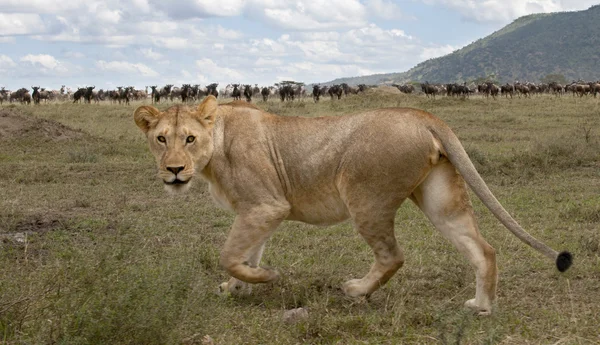 Lionne et troupeau de gnous au parc national du Serengeti, Tanzanie, Afrique — Photo