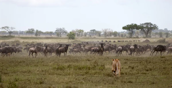 Львица и стадо гну в Национальном парке Серенгети, Танзания, Африка — стоковое фото