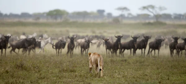 Leona y manada de ñus en el Parque Nacional del Serengeti, Tanzania, África — Foto de Stock