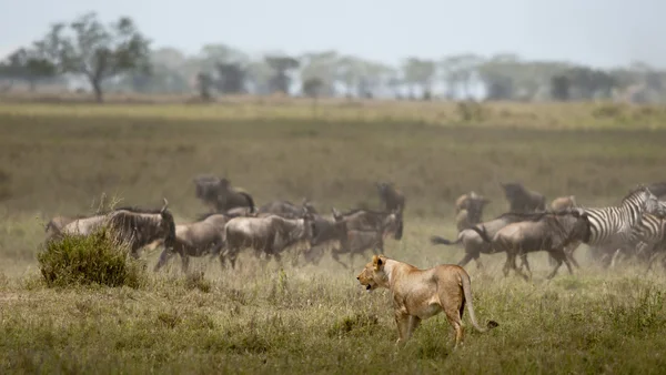 Lioness and herd of wildebeest at the Serengeti National Park, Tanzania, Africa — Stock Photo, Image