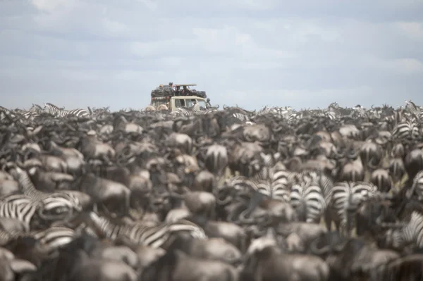 Tourists watching large herd of wildebeest and zebras at the Serengeti National Park, Tanzania, Africa — Stock Photo, Image
