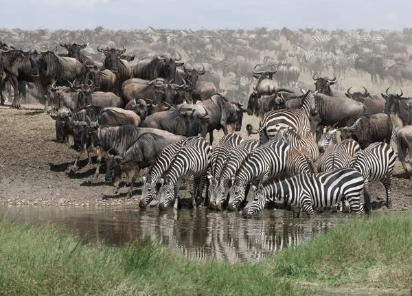 Zebras bebendo no Parque Nacional Serengeti, Tanzânia, África — Fotografia de Stock