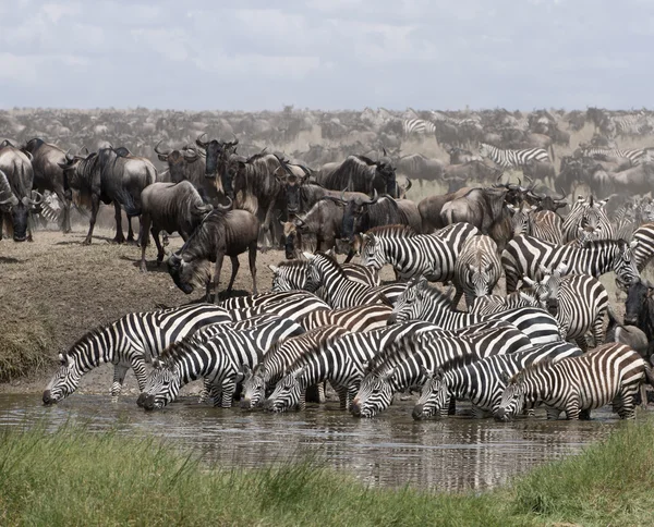 Zebry pití na serengeti národní park, Tanzanie, Afrika — Stock fotografie
