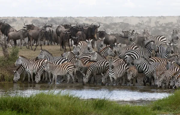 Zebry, picie w serengeti national park, tanzania, Afryka — Zdjęcie stockowe