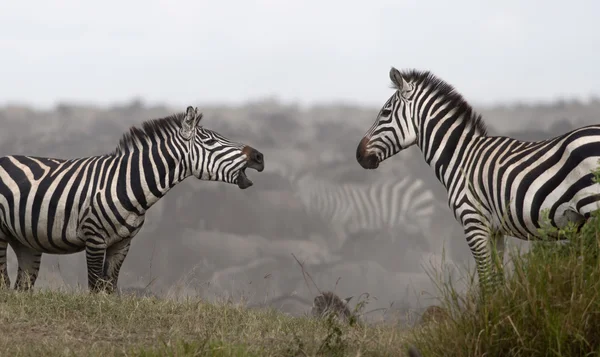 Zebra's in de serengeti national park, tanzania, Afrika — Stockfoto