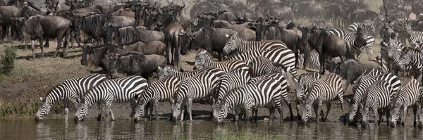 Zebrák iszik a Serengeti Nemzeti Park, Tanzánia, Afrika — Stock Fotó