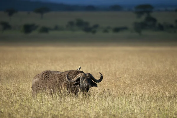 Buffalo v serengeti národní park, Tanzanie, Afrika — Stock fotografie