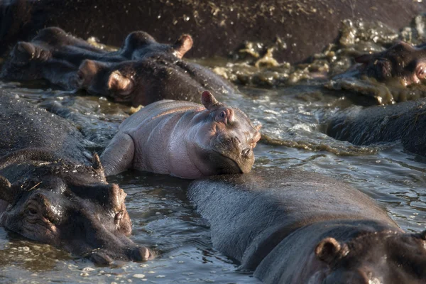 Hipopótamo en el Parque Nacional Serengeti, Tanzania, África —  Fotos de Stock
