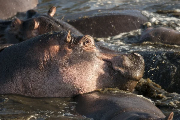 Hippo in de serengeti national park, tanzania, Afrika — Stockfoto
