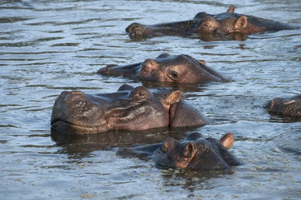 Hippo, serengeti Milli Parkı, Tanzanya, Afrika — Stok fotoğraf