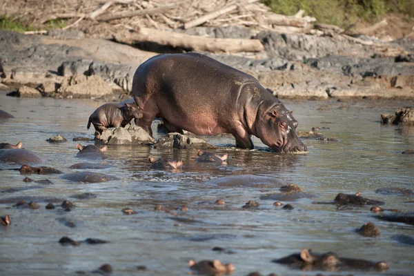 Hippo på serengeti national park, tanzania, Afrika — Stockfoto
