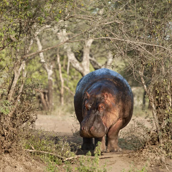 Hippo no Parque Nacional Serengeti, Tanzânia, África — Fotografia de Stock