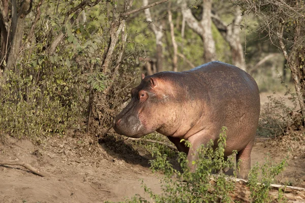 Hippo at the Serengeti National Park, Tanzania, Africa — Stock Photo, Image