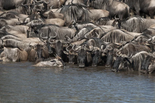 Manadas de gnus no Parque Nacional Serengeti, Tanzânia, África — Fotografia de Stock