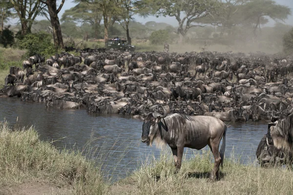 牛羚在塞伦盖蒂国家公园，坦桑尼亚，非洲 — 图库照片