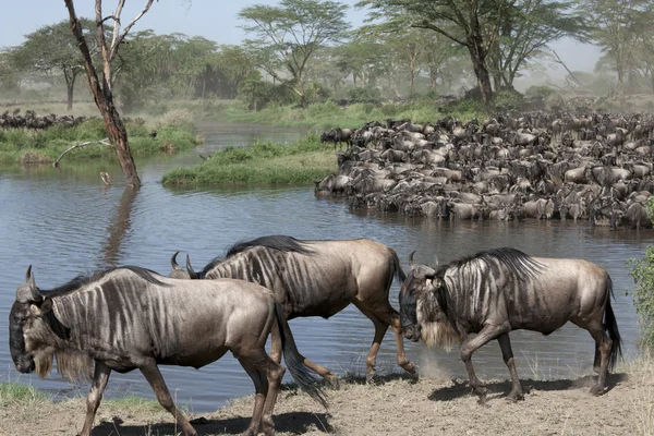 Hjordar av gnuer på serengeti national park, tanzania, Afrika — Stockfoto