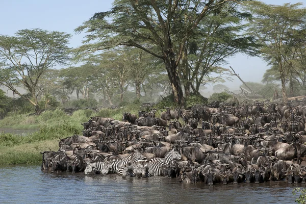 Otlarlar, serengeti Milli Parkı, Tanzanya, Afrika — Stok fotoğraf