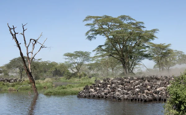 Kuddes gnoes in de serengeti national park, tanzania, Afrika — Stockfoto