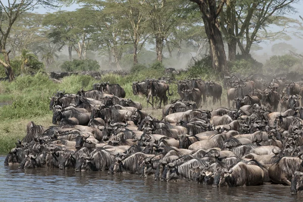 Manadas de gnus no Parque Nacional Serengeti, Tanzânia, África — Fotografia de Stock