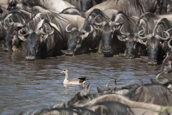 Manadas de ñus y aves en el Parque Nacional del Serengeti, Tanzania, África — Foto de Stock