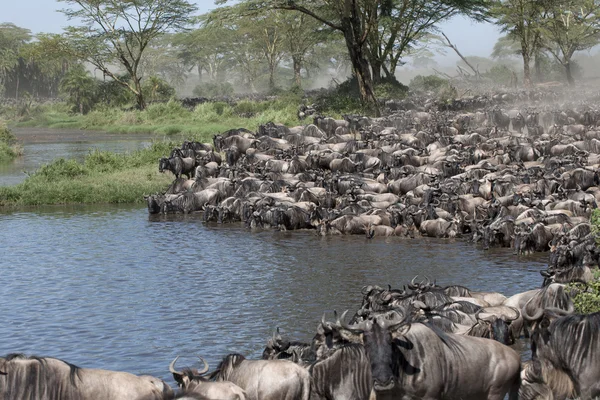 Manadas de ñus en el Parque Nacional del Serengeti, Tanzania, África — Foto de Stock