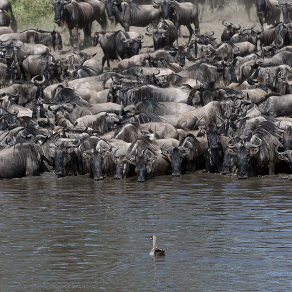 Herds of wildebeest at the Serengeti National Park, Tanzania, Africa — Stock Photo, Image