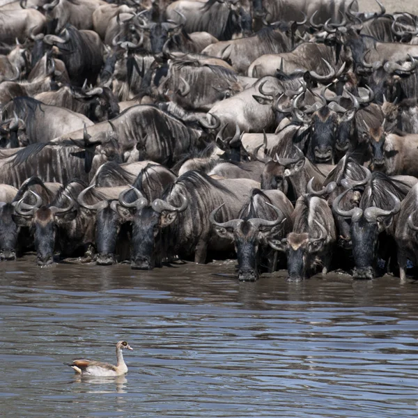 Manadas de gnus e aves no Parque Nacional Serengeti, na Tanzânia, África — Fotografia de Stock