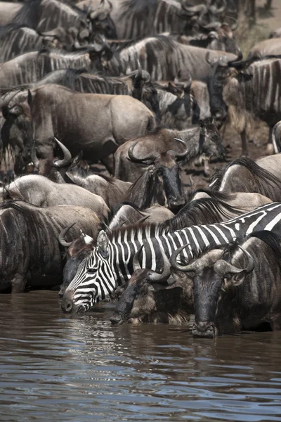 Wildebeest e Zebras no Parque Nacional Serengeti, Tanzânia, África — Fotografia de Stock