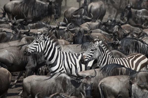 Wildebeest e Zebras al Parco Nazionale del Serengeti, Tanzania, Africa — Foto Stock