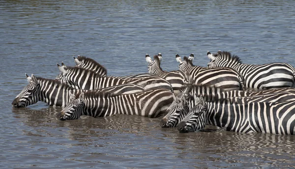 Zebras at the Serengeti National Park, Tanzania, Africa — Stock Photo, Image
