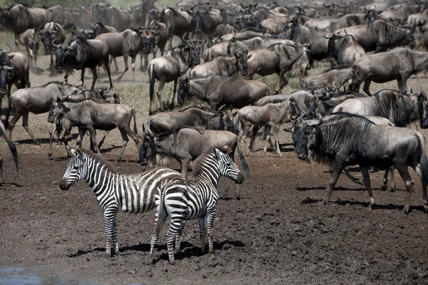Zebra és GNÚ-a Serengeti Nemzeti Park, Tanzánia, Afrika — Stock Fotó