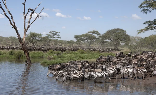 Zebra's en gnoe op de serengeti national park, tanzania, Afrika — Stockfoto
