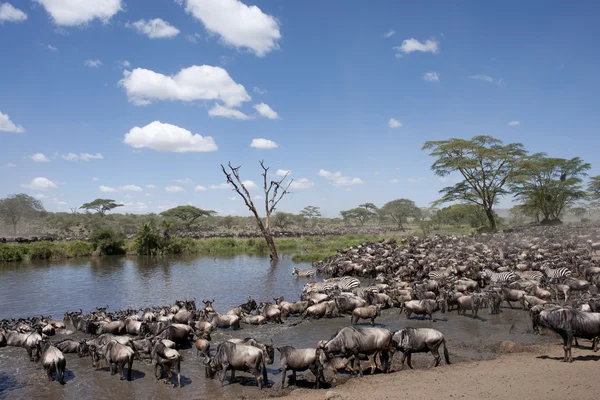 Zebry a pakoně na serengeti národní park, Tanzanie, Afrika — Stock fotografie