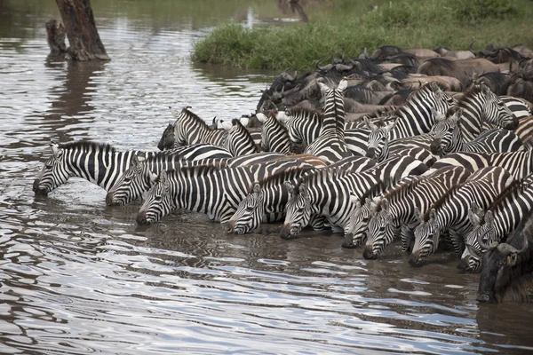 Zebra's en gnoe op de serengeti national park, tanzania, Afrika — Stockfoto