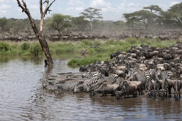 Zebra és GNÚ-a Serengeti Nemzeti Park, Tanzánia, Afrika — Stock Fotó