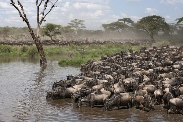 Cebras y ñus en el Parque Nacional del Serengeti, Tanzania, África — Foto de Stock