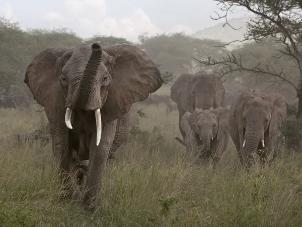 Elefantes no Parque Nacional Serengeti, Tanzânia, África — Fotografia de Stock