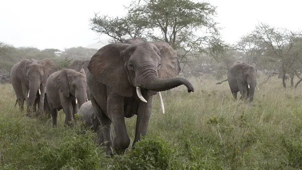 Elefantes en el Parque Nacional del Serengeti, Tanzania, África — Foto de Stock