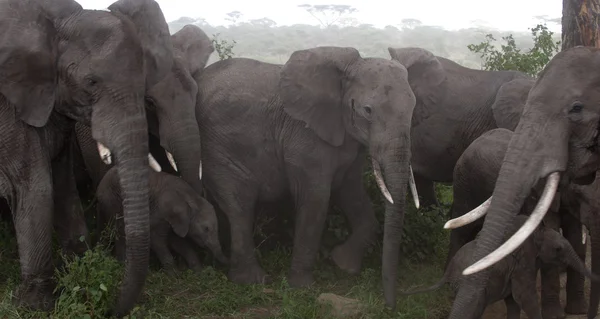 Elefántok a Serengeti Nemzeti Park, Tanzánia, Afrika — Stock Fotó