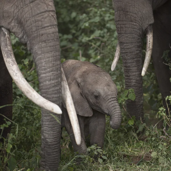 Elefántok a Serengeti Nemzeti Park, Tanzánia, Afrika — Stock Fotó