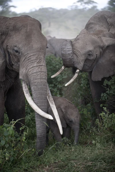Ελέφαντες στο το serengeti εθνικό πάρκο, Τανζανία, Αφρική — Φωτογραφία Αρχείου