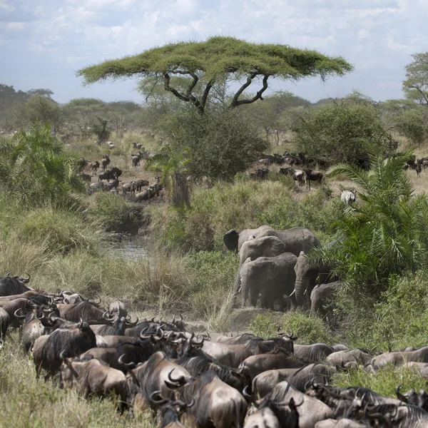 Elefantes y ñus en el Parque Nacional del Serengeti, Tanzania, África —  Fotos de Stock