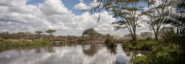 Gnus im Serengeti-Nationalpark, Tansania, Afrika — Stockfoto