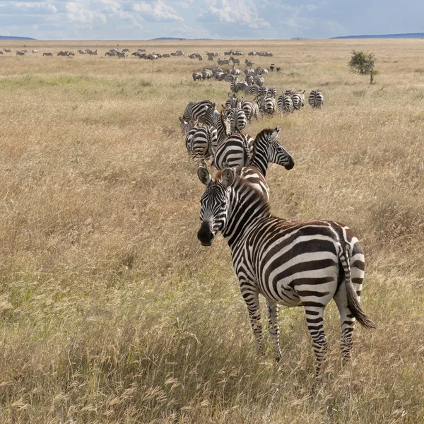 在塞伦盖蒂国家公园，坦桑尼亚，非洲斑马 — 图库照片